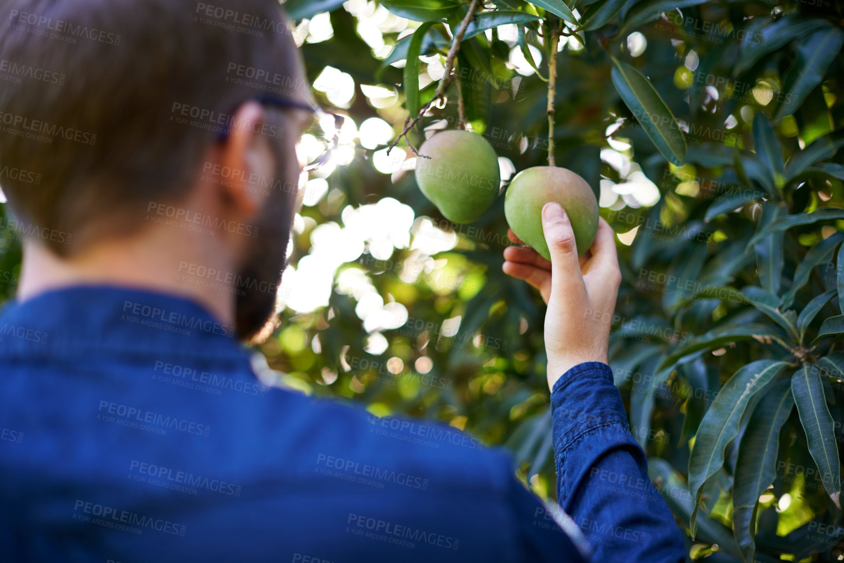 Buy stock photo Nature, farm and man with mango on tree in orchard for growth, harvest and organic produce. Agriculture, sustainability and person with fruit for inspection, nutrition and healthy food in countryside