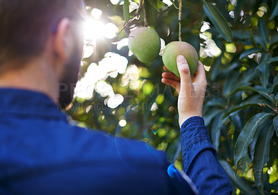 Buy stock photo Nature, agriculture and man with mango on trees in orchard for growth, harvest and organic produce. Farm, sustainability and person with fruit for inspection, nutrition or healthy food in countryside