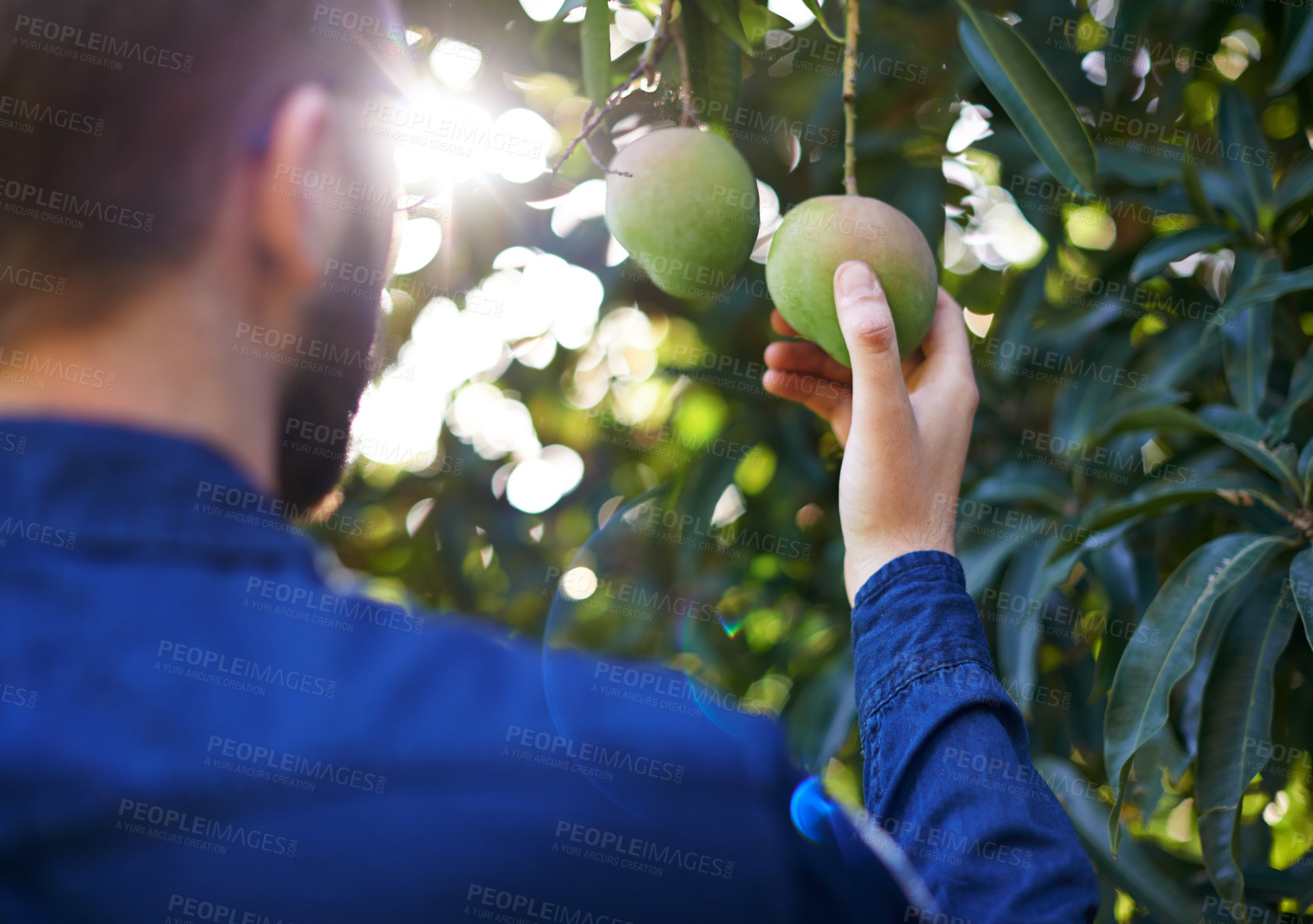 Buy stock photo Nature, agriculture and man with mango on trees in orchard for growth, harvest and organic produce. Farm, sustainability and person with fruit for inspection, nutrition or healthy food in countryside