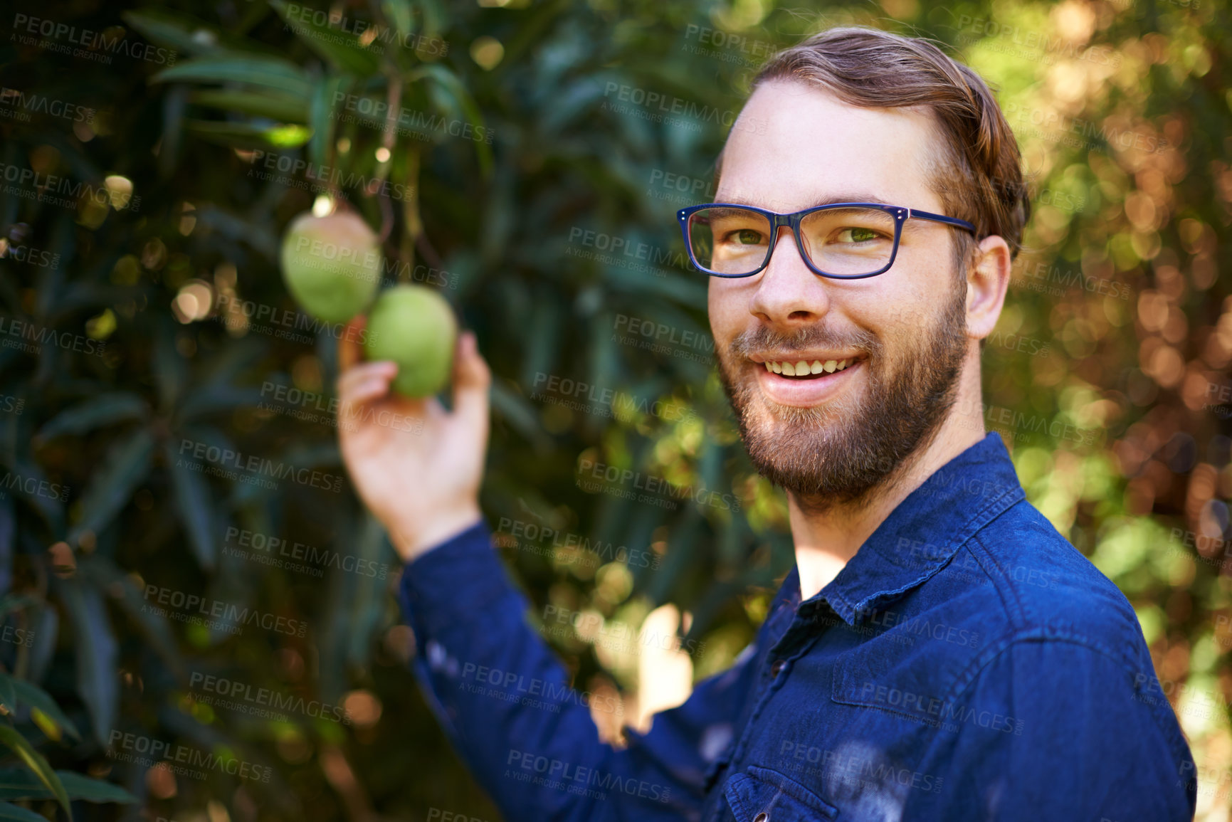 Buy stock photo Portrait, farming or happy man with mangoes or tree for growth, harvesting or organic produce. Agriculture, outdoor and picking in small business for fruits inspection, sustainability or healthy food