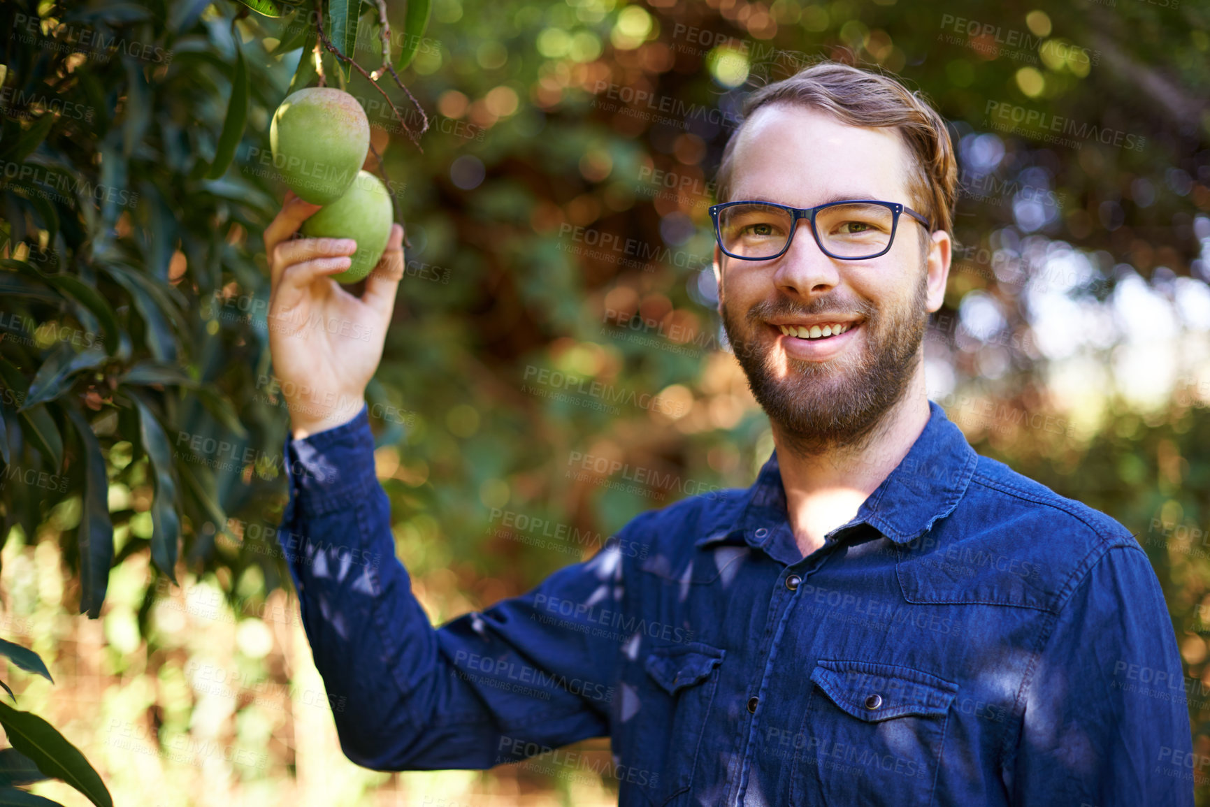 Buy stock photo Portrait, farmer and happy man with mangoes or tree for growth, harvesting or organic produce. Agriculture, outdoor and picking in small business for fruits inspection, sustainability or healthy food