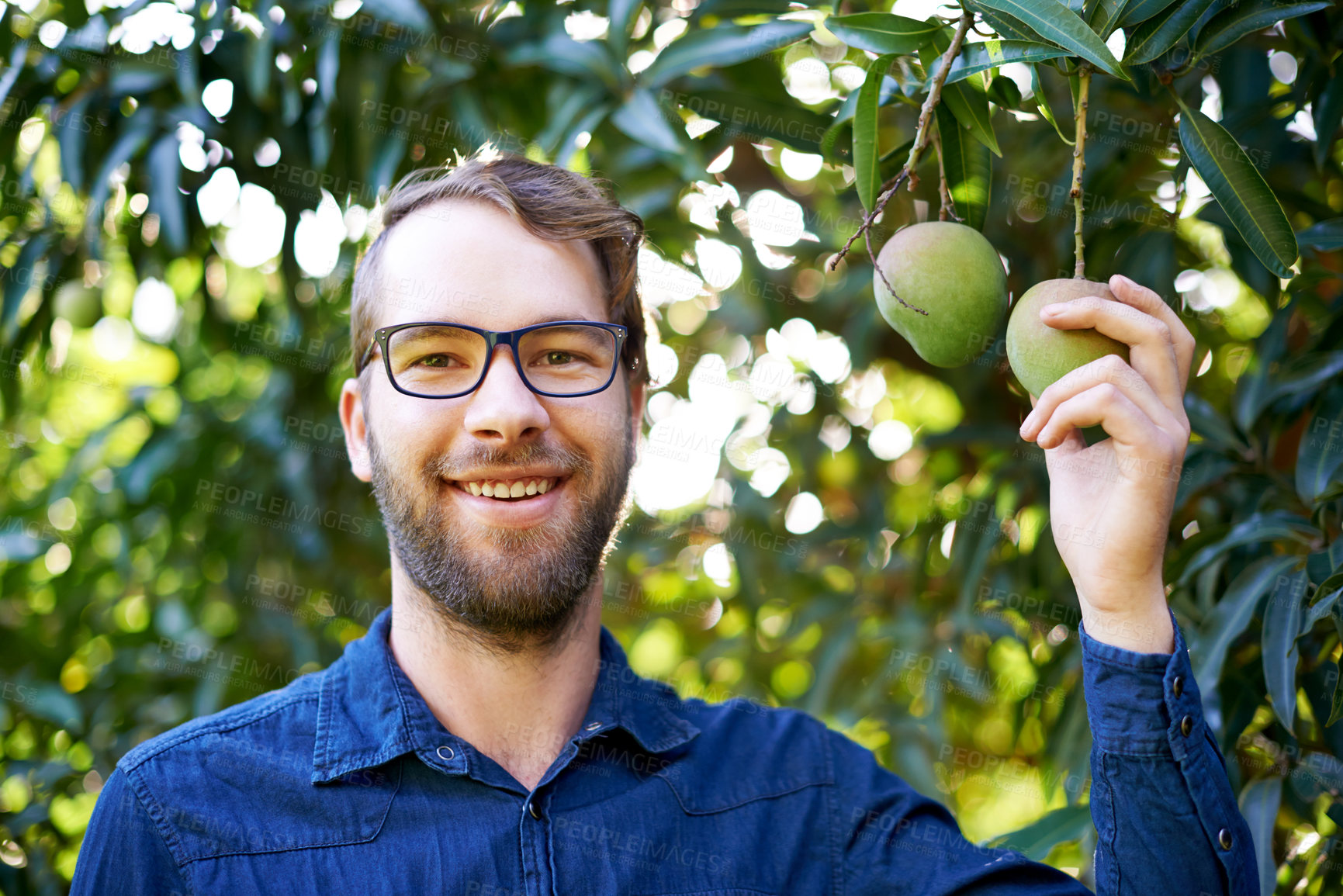 Buy stock photo Portrait, picking or happy farmer with mangoes or tree for growth, harvesting or organic produce. Agriculture, outdoor and man in small business for fruits inspection, sustainability or healthy food
