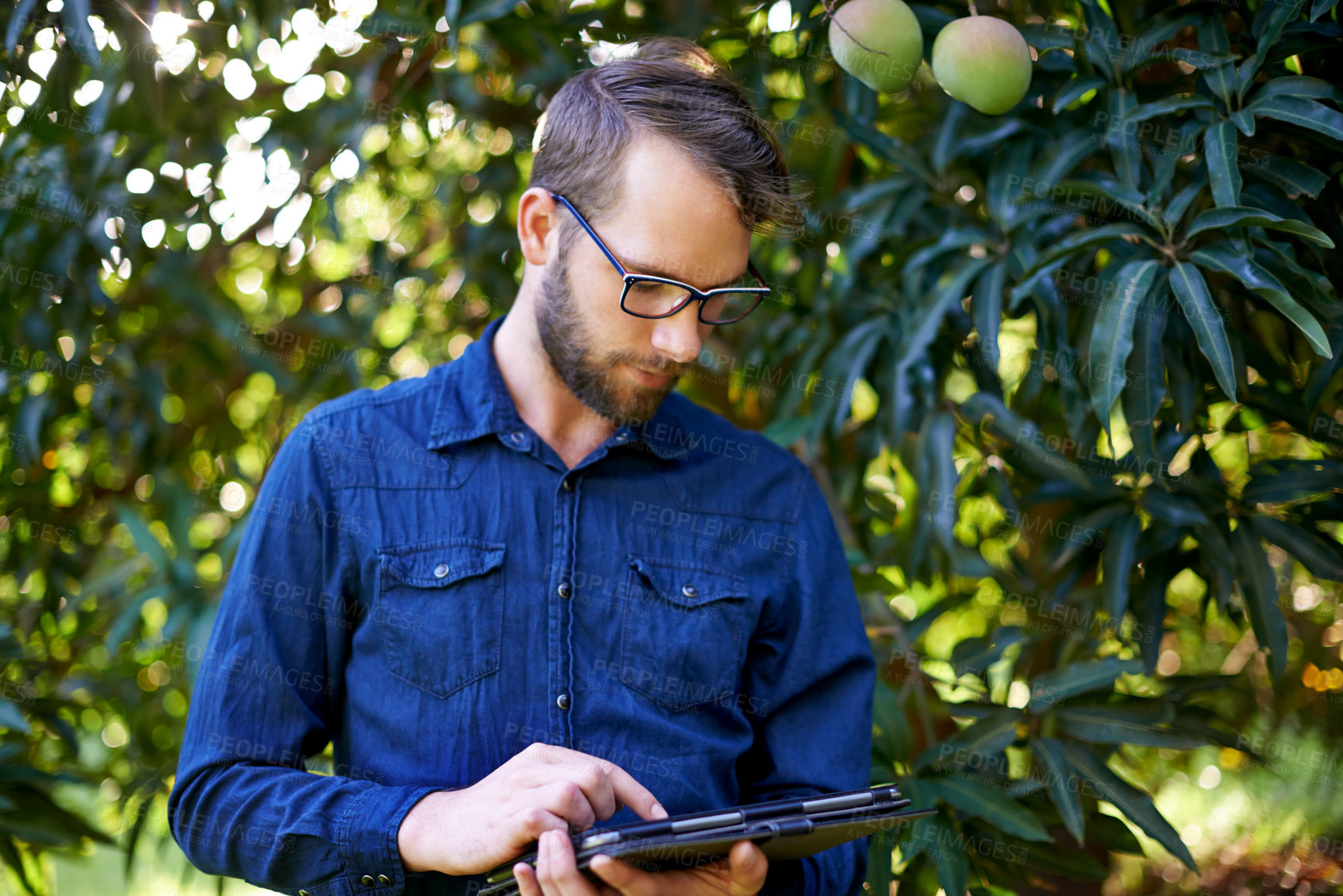 Buy stock photo Man, tablet or farmer with mangoes or tree for growth, harvesting or organic produce. Agriculture, outdoor or touchscreen in small business for fruits inspection, sustainability check or healthy food