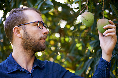 Buy stock photo Check, picking or happy man with mangoes or tree for growth, harvesting or organic produce. Agriculture, outdoor and farmer in small business for fruits inspection, sustainability or healthy food