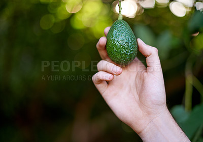 Buy stock photo Nature, farmer and hand with avocado on tree in orchard for growth, harvest and organic produce. Agriculture, sustainability and person with vegetable for inspection and healthy food in countryside