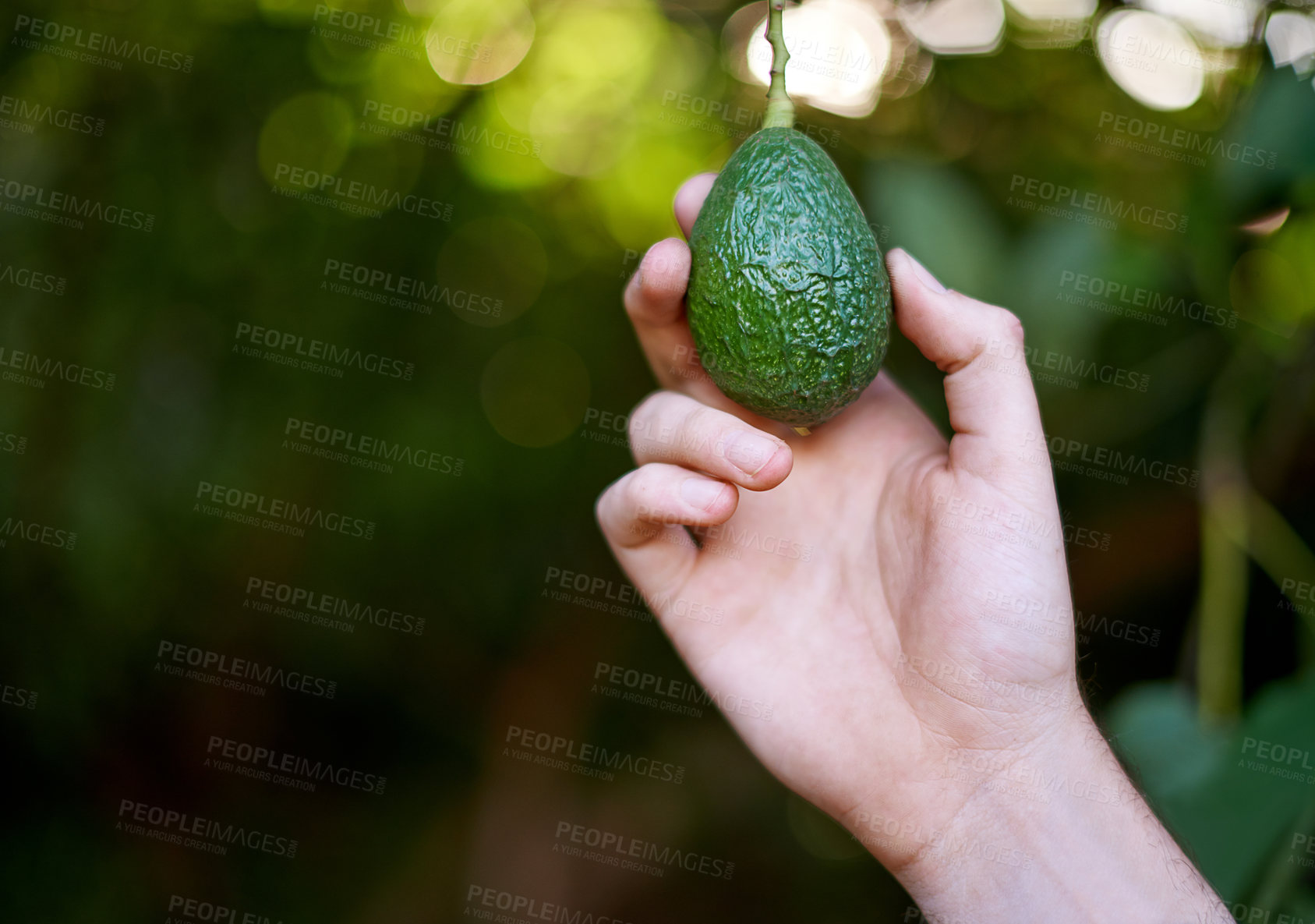 Buy stock photo Nature, farmer and hand with avocado on tree in orchard for growth, harvest and organic produce. Agriculture, sustainability and person with vegetable for inspection and healthy food in countryside