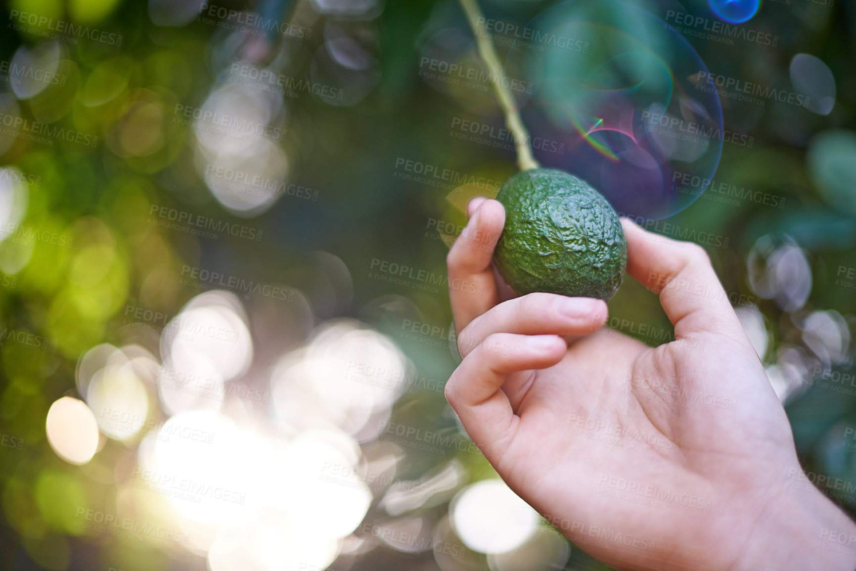 Buy stock photo Nature, agriculture and hand with avocado on tree in orchard for growth, harvest and organic produce. Farmer, sustainability and closeup of person with vegetable for inspection and health on bokeh