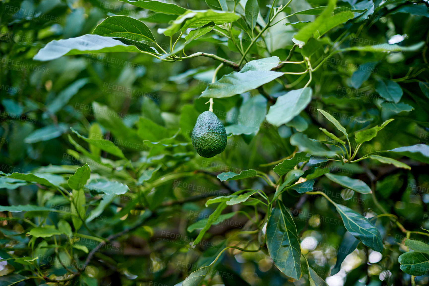 Buy stock photo Natural, farm and trees with avocado for growth, crops harvest and organic produce in orchard. Agriculture, sustainability and plants with fruits for inspection, nutrition and healthy food in nature