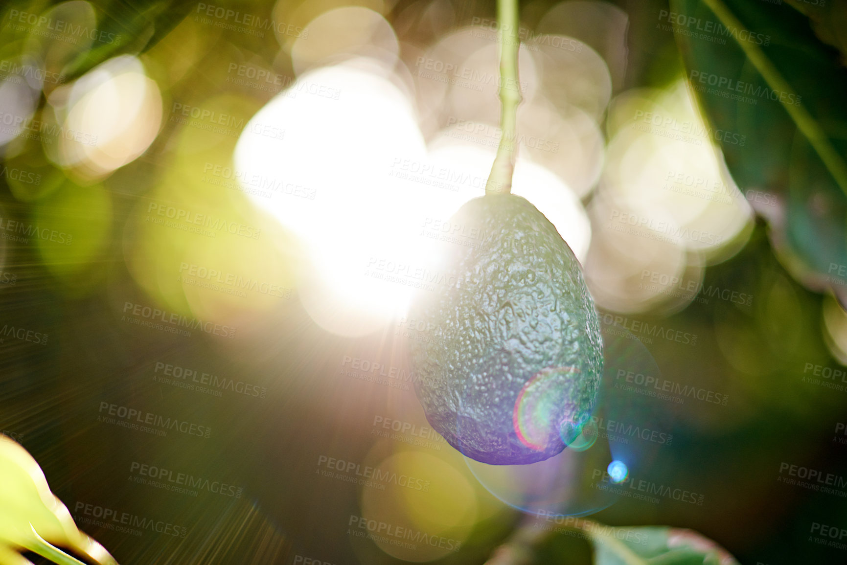 Buy stock photo Agriculture, farm and trees with avocado for growth, crops harvest and organic produce in orchard. Garden, sustainability and plants with fruits for inspection, nutrition and healthy food in nature