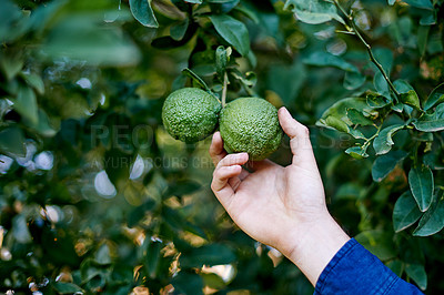 Buy stock photo Nature, farm and hand with avocado on tree in orchard for growth, harvest and organic produce. Agriculture, sustainability and person with vegetable for inspection  and healthy food in countryside