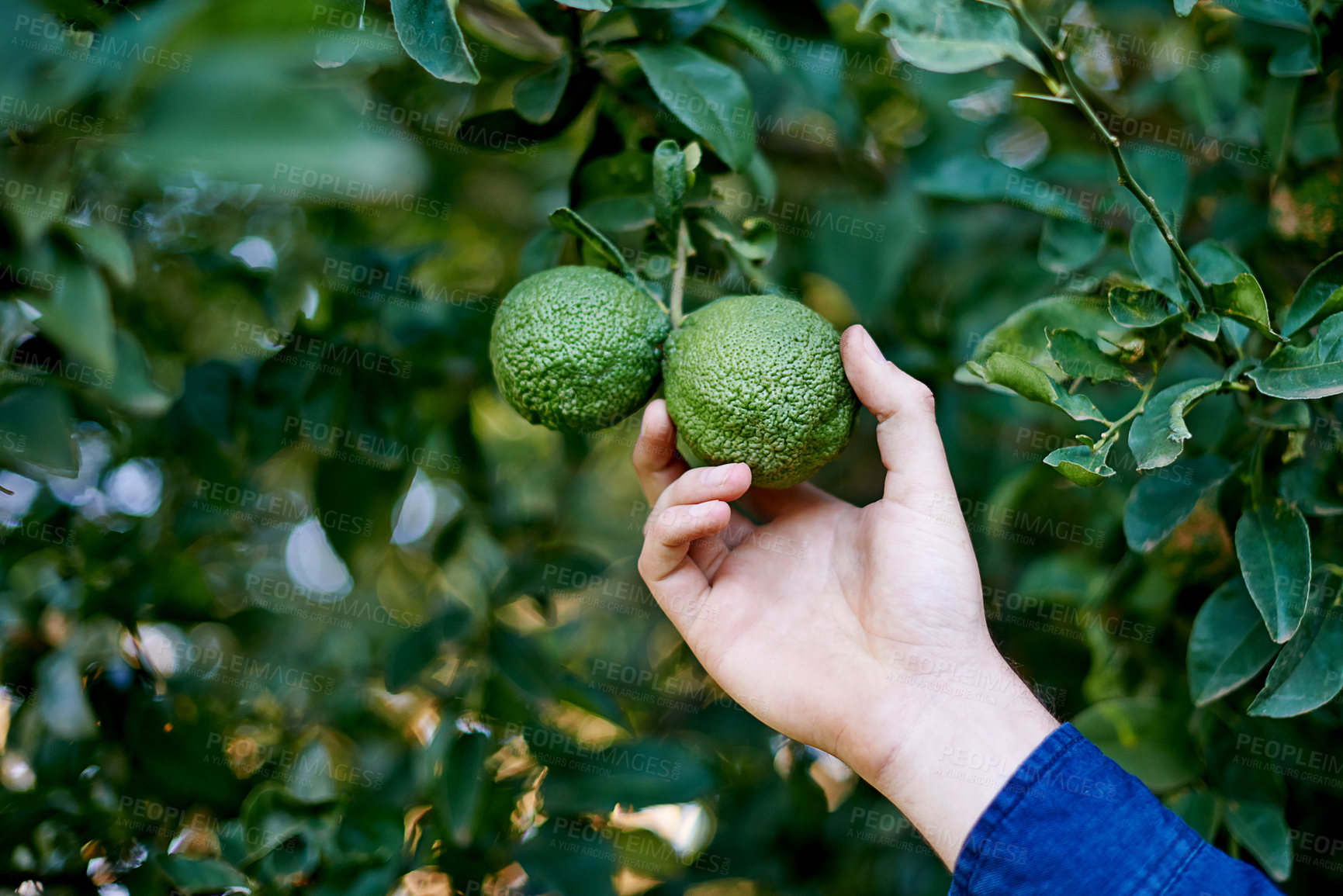 Buy stock photo Nature, farm and hand with avocado on tree in orchard for growth, harvest and organic produce. Agriculture, sustainability and person with vegetable for inspection  and healthy food in countryside