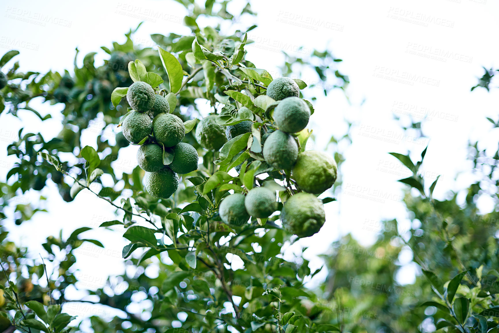 Buy stock photo Agriculture, farming and trees with limes for growth, crops harvest and organic produce in orchard. Garden, sustainability or plants with lemon fruits for ecology, nutrition or healthy food in nature