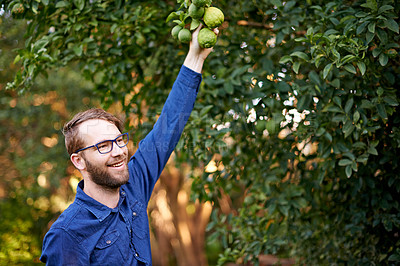Buy stock photo Check, picking or happy man with mangoes or tree for growth, harvesting or organic produce. Agriculture, thinking and farmer in small business for fruits inspection, sustainability or healthy food