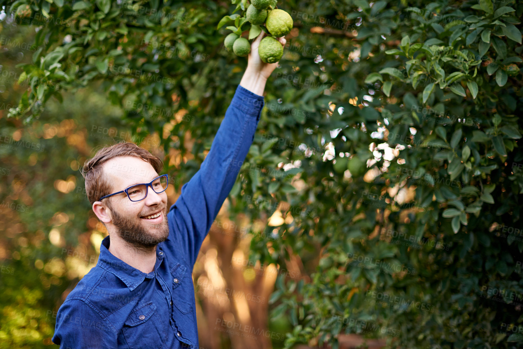 Buy stock photo Check, picking or happy man with mangoes or tree for growth, harvesting or organic produce. Agriculture, thinking and farmer in small business for fruits inspection, sustainability or healthy food