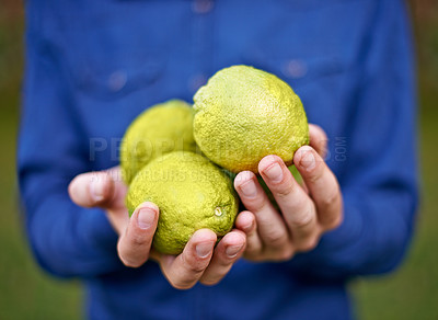 Buy stock photo Closeup, farming and hands with lemons in nature for growth, harvesting or organic produce. Agriculture, garden and person in small business for fruits inspection, sustainability and healthy food