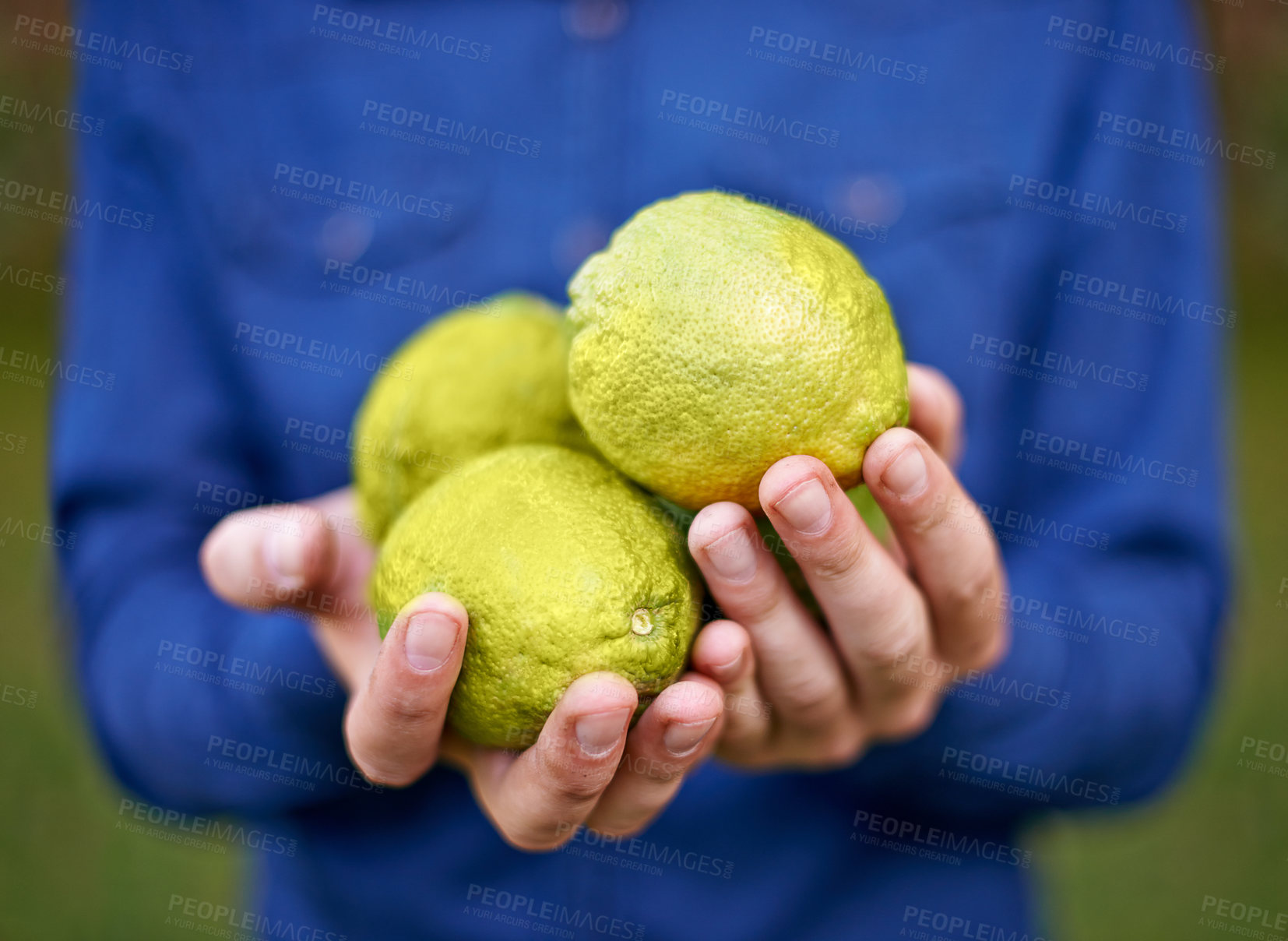 Buy stock photo Closeup, farming and hands with lemons in nature for growth, harvesting or organic produce. Agriculture, garden and person in small business for fruits inspection, sustainability and healthy food