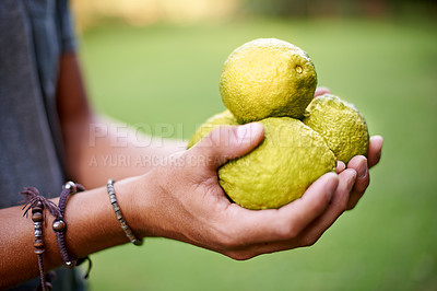 Buy stock photo Closeup, farming and hands with lemons in garden for growth, harvesting or organic produce. Agriculture, nature and person in small business for fruits inspection, sustainability and healthy food