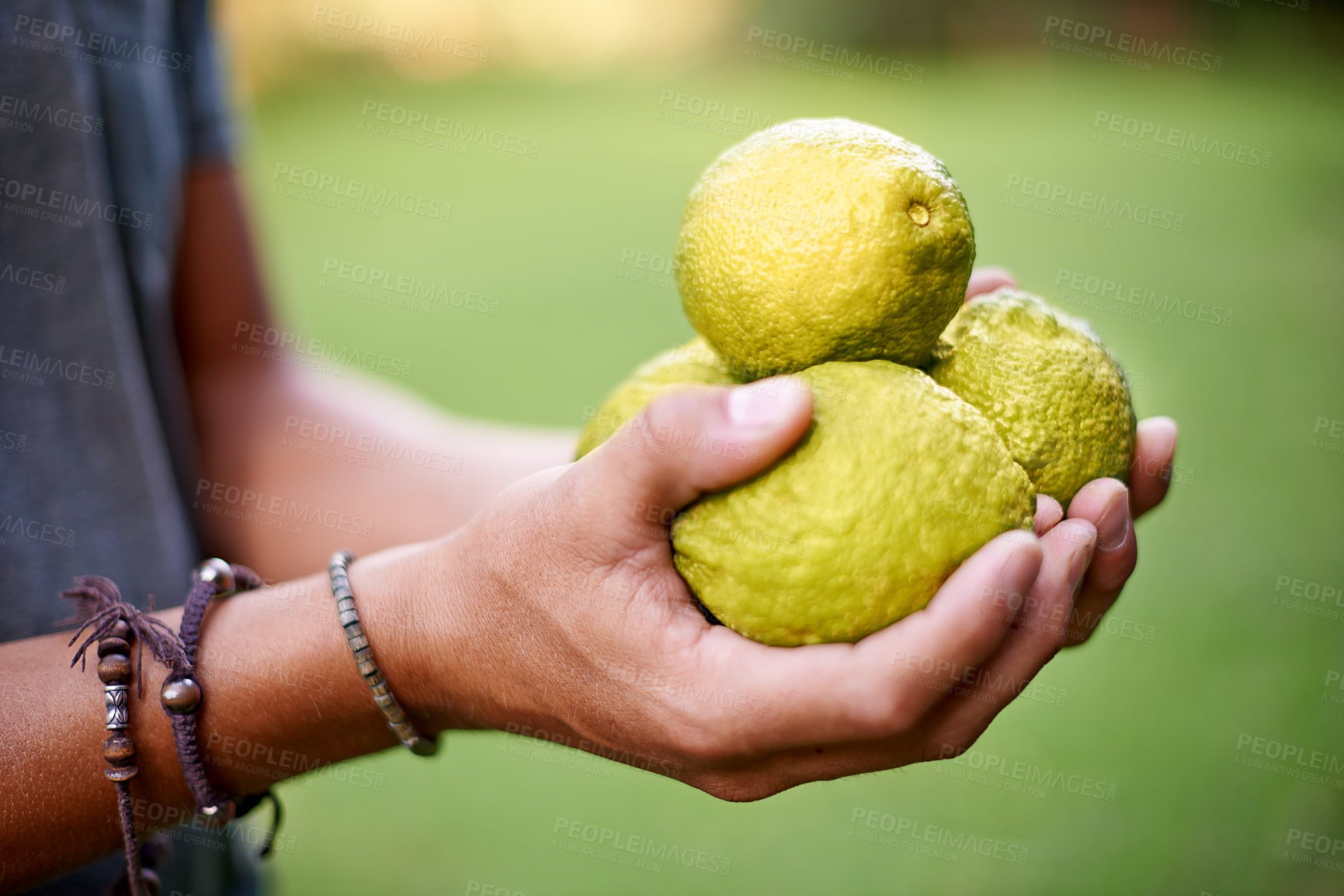 Buy stock photo Closeup, farming and hands with lemons in garden for growth, harvesting or organic produce. Agriculture, nature and person in small business for fruits inspection, sustainability and healthy food