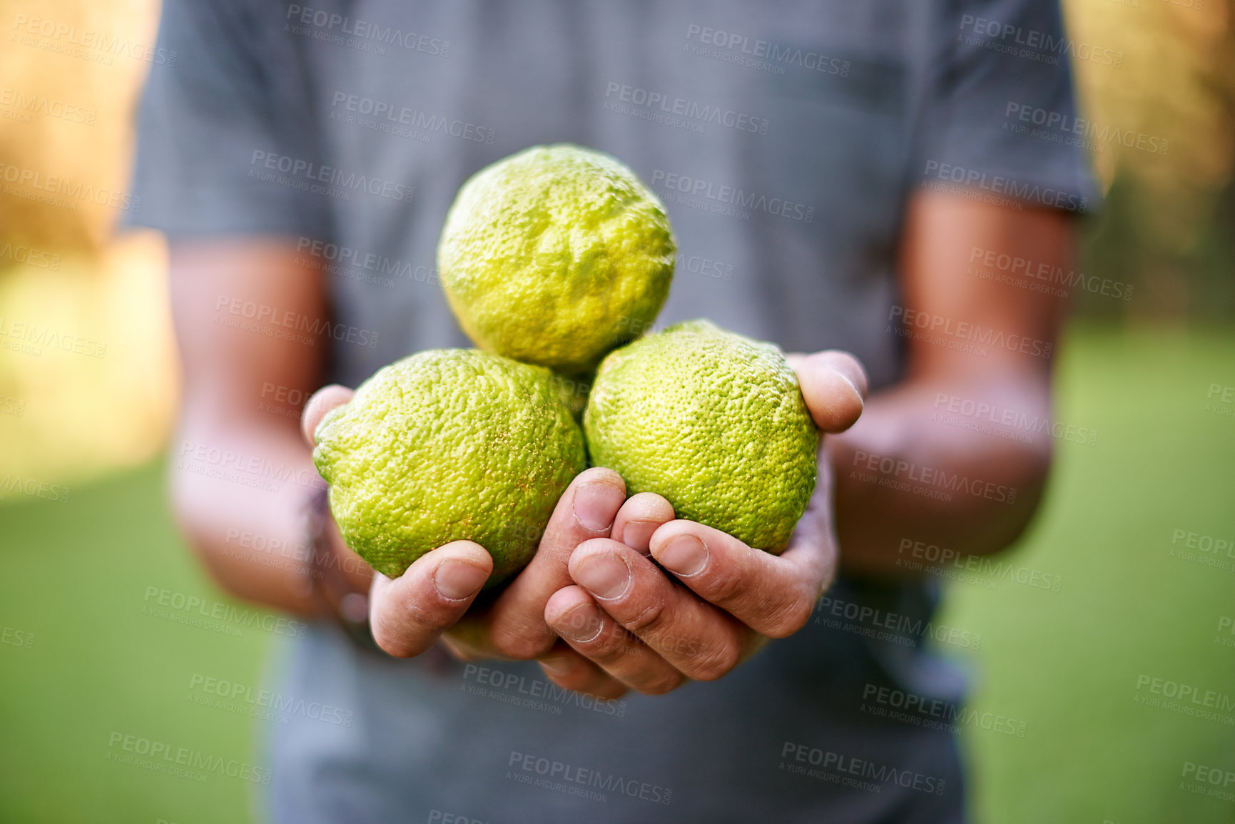 Buy stock photo Nature, farmer and hands with lemons in farm for growth, harvesting and organic produce. Agriculture, outdoor garden and person in small business for fruits inspection, sustainability or healthy food