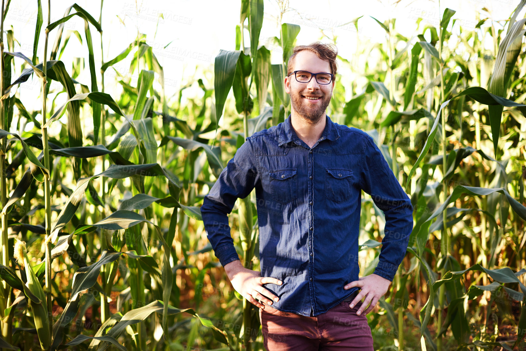 Buy stock photo Corn, farming and portrait of man in field with smile, natural food production and agro management. Nature, growth and farmer with plants for sustainable agriculture, confidence and eco resources