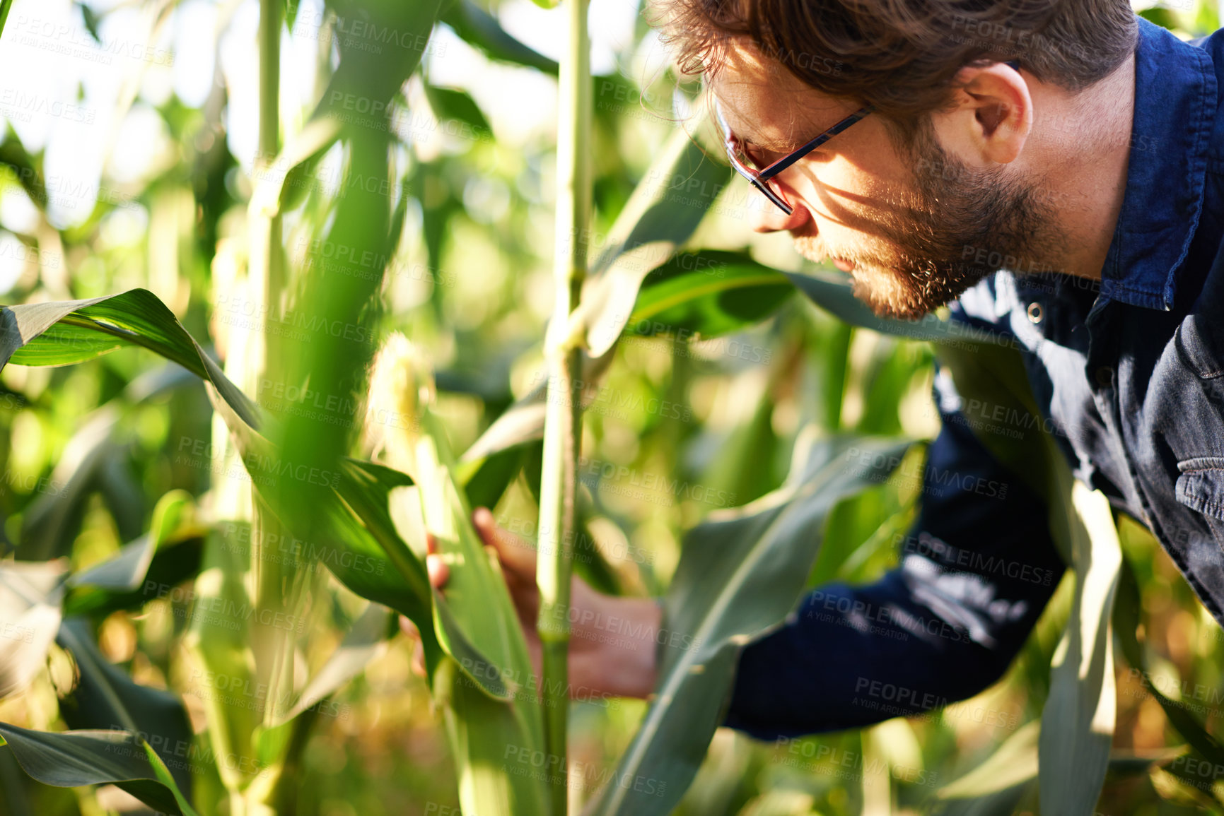Buy stock photo Corn field, farming and man in inspection for growth, natural food production and agro management. Nature, green and farmer with plants for sustainable agriculture, quality control and eco resources