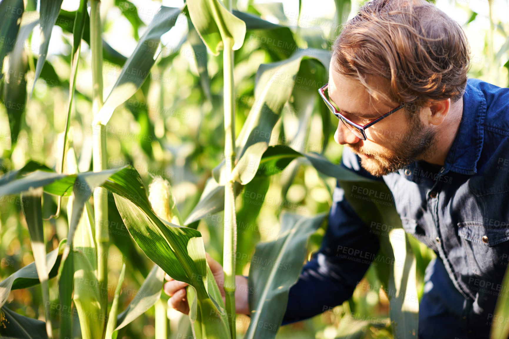 Buy stock photo Corn field, farming and man checking growth, natural food production and agro management. Nature, inspection and farmer with green plants for sustainable agriculture, quality control or eco resources
