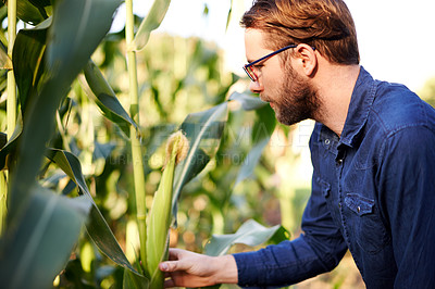 Buy stock photo Corn, farming and man in field for growth, natural food production and agro management. Nature, inspection and farmer with green plants for sustainable agriculture, quality control and eco resources