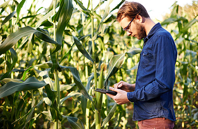 Buy stock photo Smart, farm and man in corn field with tablet for eco resources, growth and agro management. Nature, inspection and farmer on digital app for sustainable agriculture, quality control and permaculture