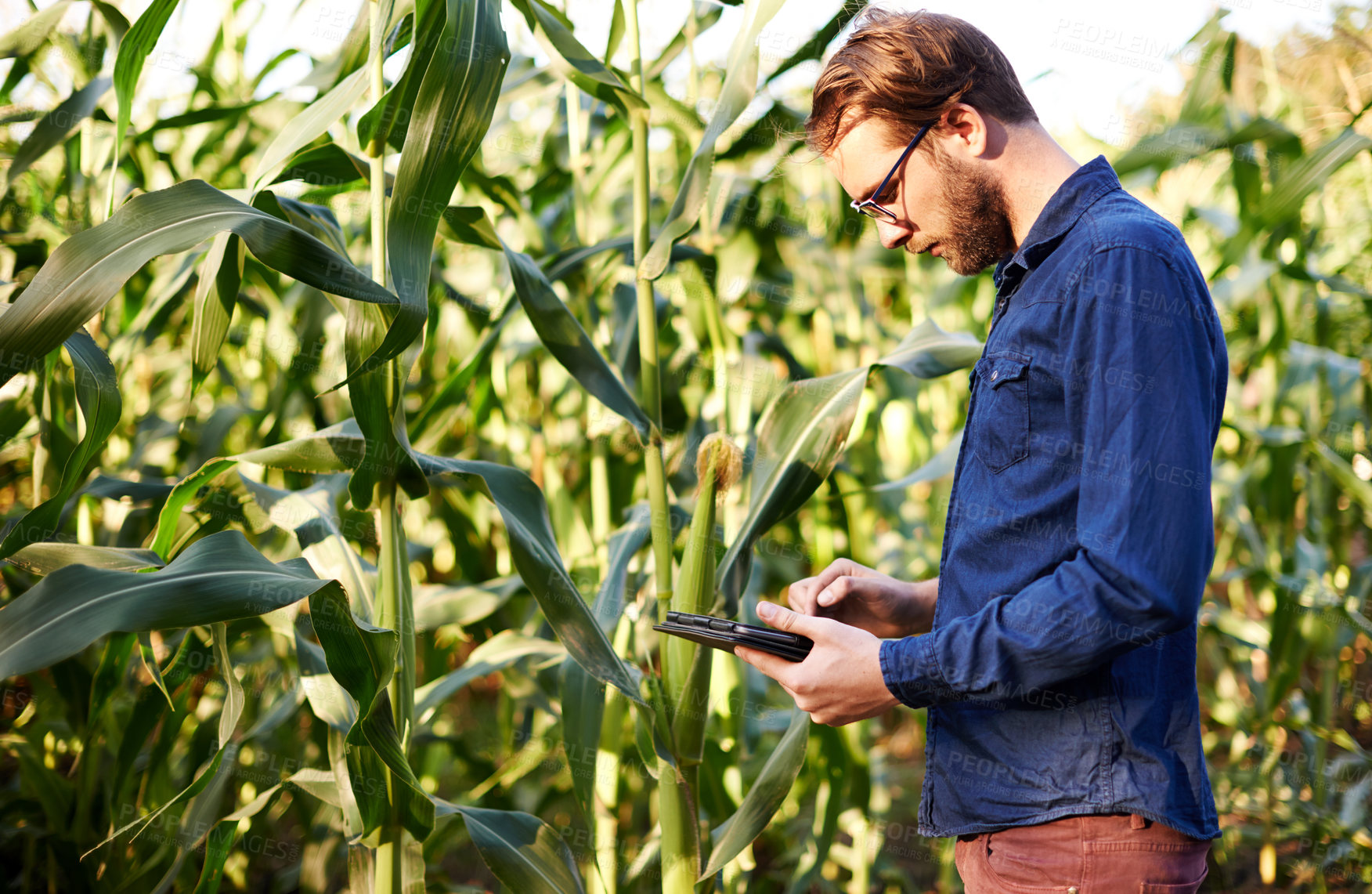 Buy stock photo Smart, farm and man in corn field with tablet for eco resources, growth and agro management. Nature, inspection and farmer on digital app for sustainable agriculture, quality control and permaculture