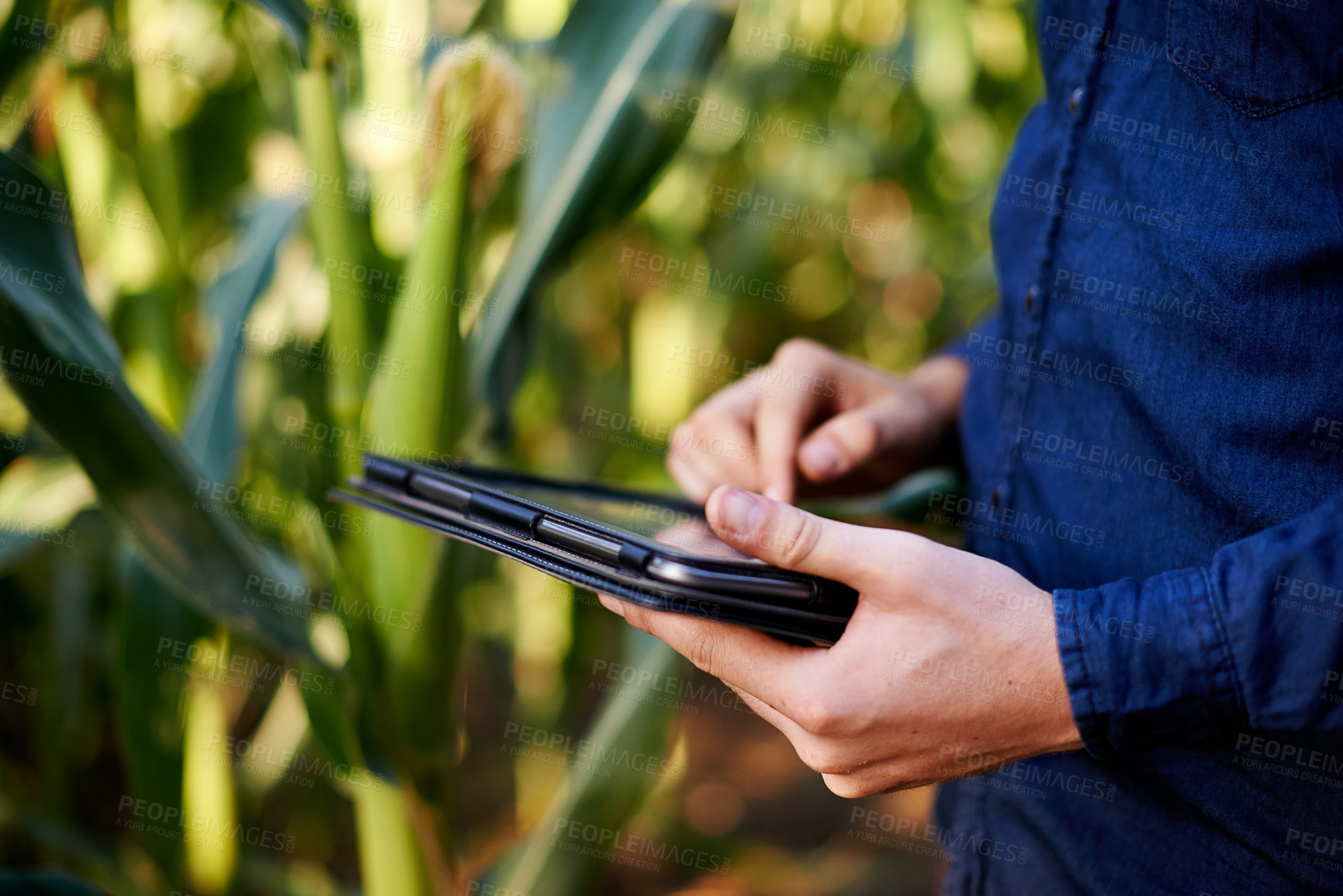 Buy stock photo Farm, hands and man in corn field with tablet for eco resources, growth and agro management. Nature, inspection and farmer on digital app for sustainable agriculture, quality control and permaculture