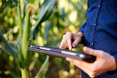Buy stock photo Farming, hands and man in field with tablet for research, growth and agro management. Nature, inspection and corn farmer on digital app for sustainable agriculture, quality control and permaculture