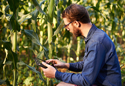 Buy stock photo Smart, farm and man in field with tablet for eco resources, corn growth or agro management. Agritech, inspection and farmer on digital app for sustainable agriculture, quality control or permaculture
