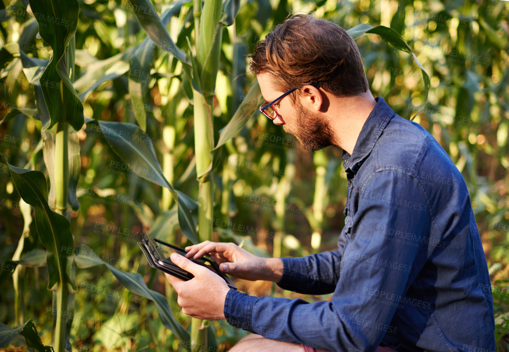 Buy stock photo Smart, farm and man in field with tablet for eco resources, corn growth or agro management. Agritech, inspection and farmer on digital app for sustainable agriculture, quality control or permaculture