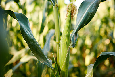 Buy stock photo Agriculture crops, corn field or leaves with natural growth or eco friendly environment for farming business. Maize, organic harvest or wheat plants growing on outdoor land in countryside or nature