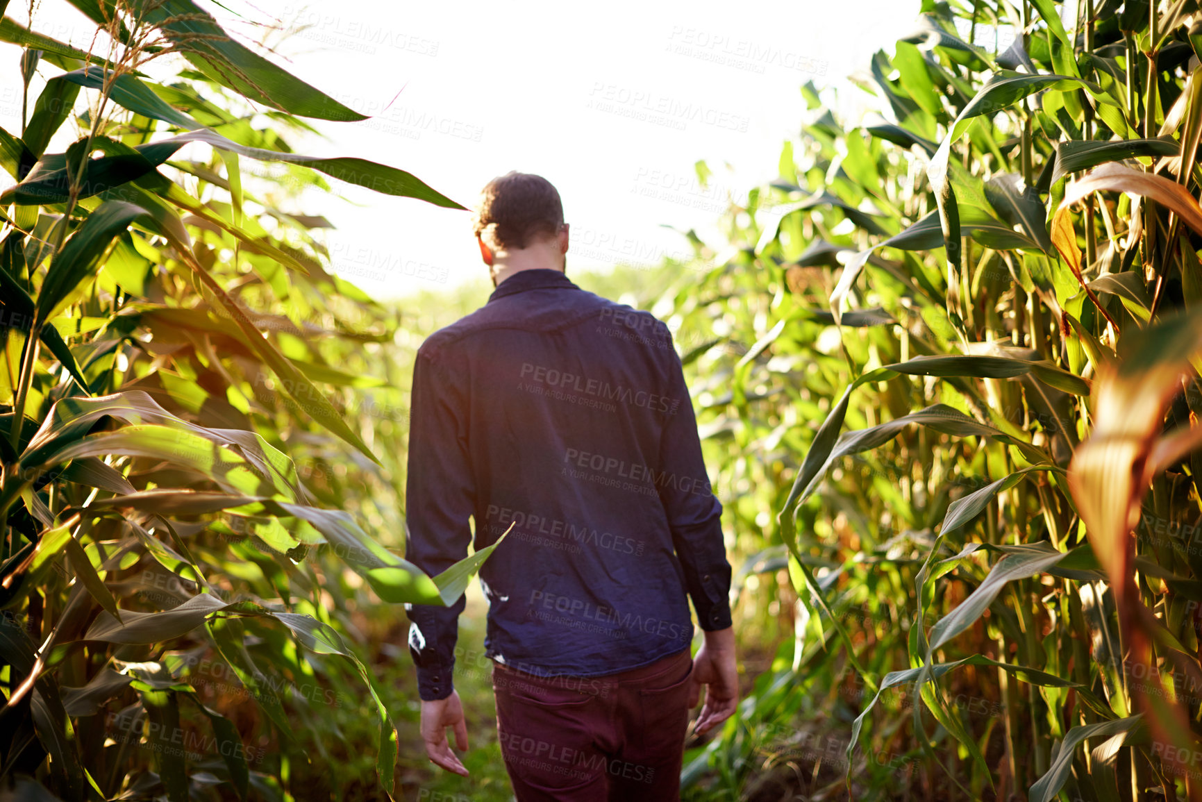 Buy stock photo Corn, walking and man in field for farming, natural food production and agro management from back. Nature, growth and farmer with plants for sustainable agriculture, quality control and eco resources