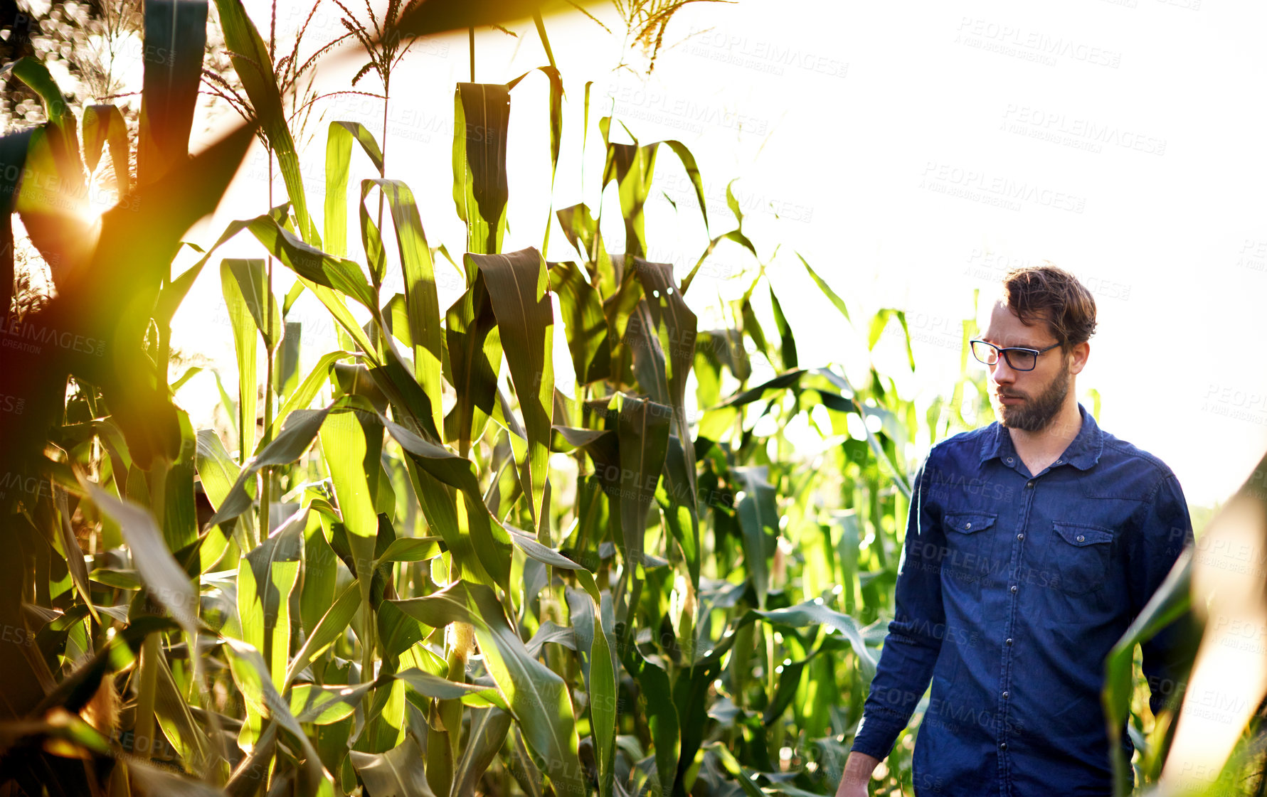 Buy stock photo Corn, farming and man in field for inspection, natural food production and agro management. Nature, growth and farmer with green plants for sustainable agriculture, quality control and eco resources