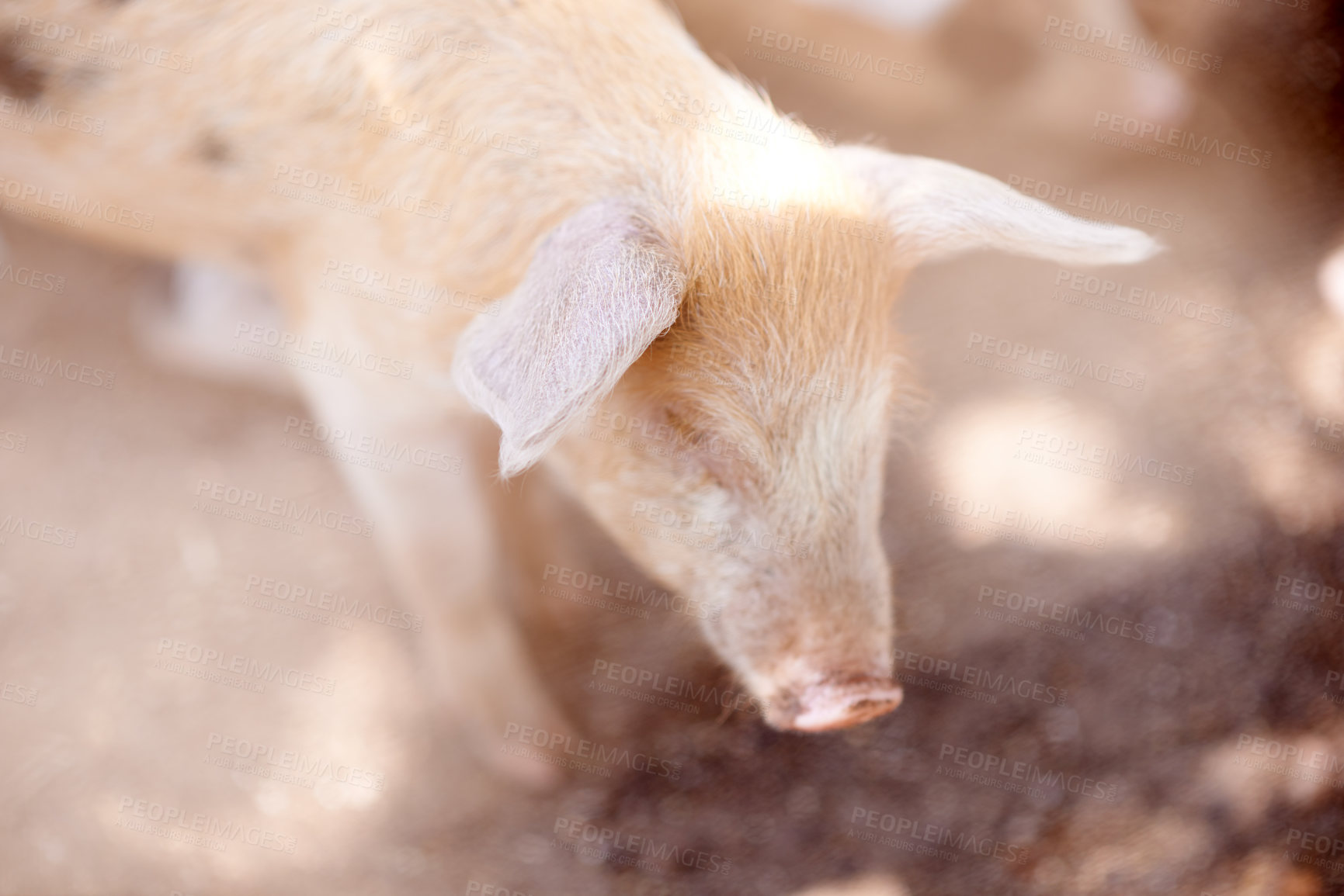 Buy stock photo Pig, outdoor or walking in barn for growth, sustainable business and pork production industry. Nature, farm and animals in sty for agriculture, habitat and ecosystem in dirt with livestock on ranch 