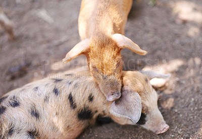 Buy stock photo Pigs, barn or sleeping on farm for growth, sustainable business and pork production industry. Ground, relax and animals in sty for agriculture, wellness and resting in dirt with livestock on ranch