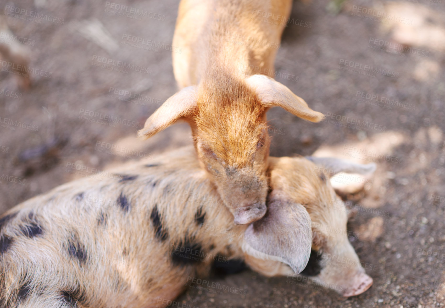Buy stock photo Pigs, barn or sleeping on farm for growth, sustainable business and pork production industry. Ground, relax and animals in sty for agriculture, wellness and resting in dirt with livestock on ranch