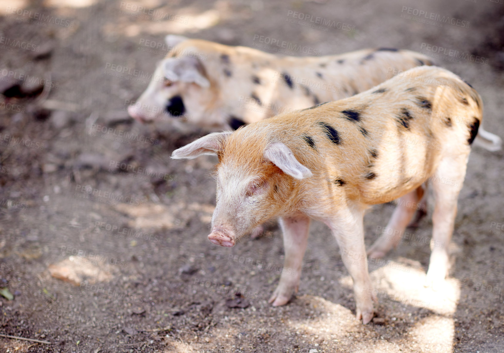 Buy stock photo Pig, outdoor or walking on farm for growth, sustainable business and pork production industry. Nature, barn and animals in sty for agriculture, habitat and ecosystem in dirt with livestock on ranch