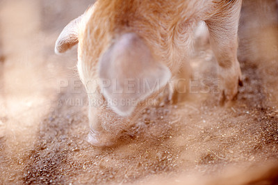 Buy stock photo Pig, outdoor or eating in barn for farming, sustainable business and pork production industry. Nature, farm and animals in sty for agriculture, habitat and ecosystem in dirt with livestock on ranch 