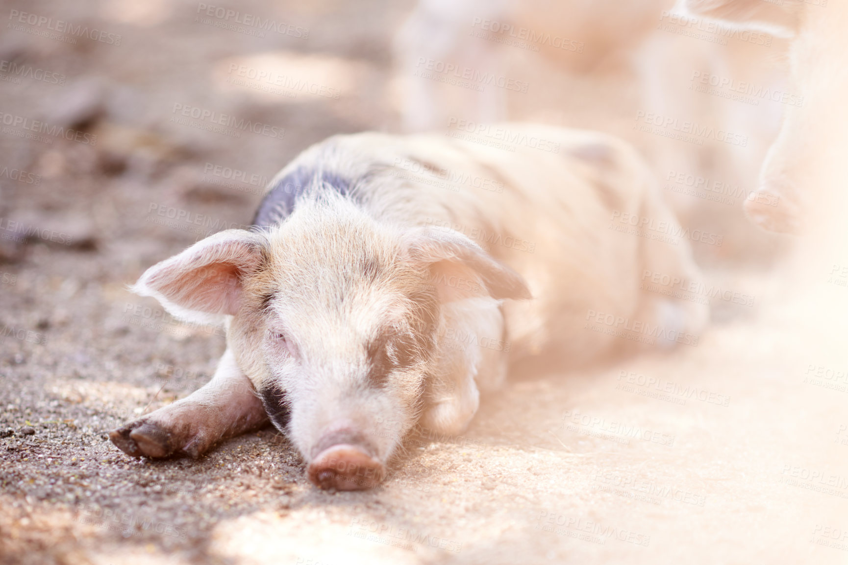 Buy stock photo Pig, sleeping and rest on farm for growth, sustainable business and pork production industry. Animal, relax and tired in sty for agriculture, sunshine and dreaming in dirt with livestock on ranch