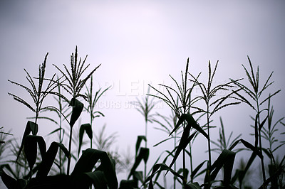 Buy stock photo Corn stalks, silhouette and growth of plants, sky and stem of maize in field, environment or outdoor. Farm, agriculture and sustainability of crops in nature, development or production in countryside
