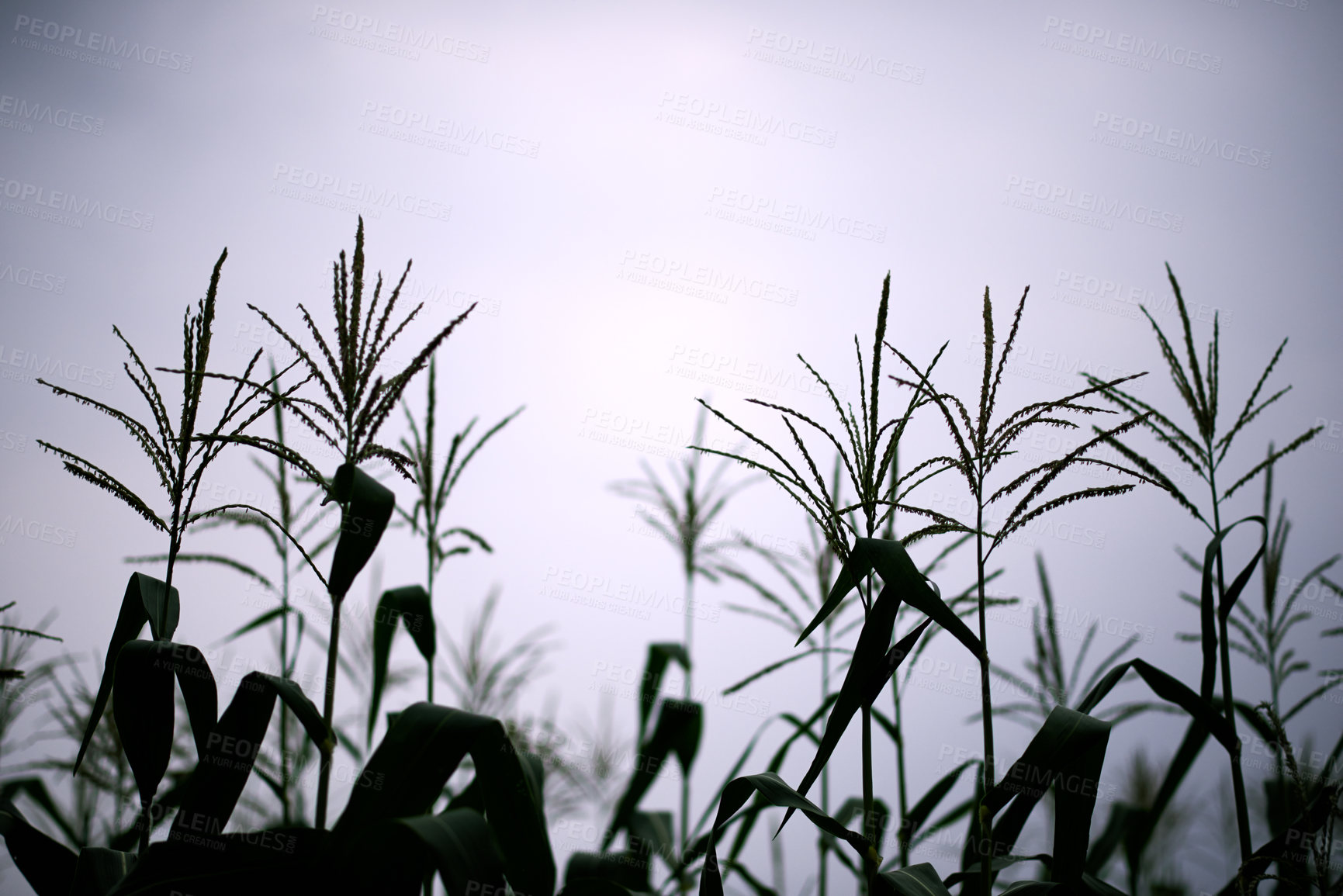 Buy stock photo Corn stalks, silhouette and growth of plants, sky and stem of maize in field, environment or outdoor. Farm, agriculture and sustainability of crops in nature, development or production in countryside
