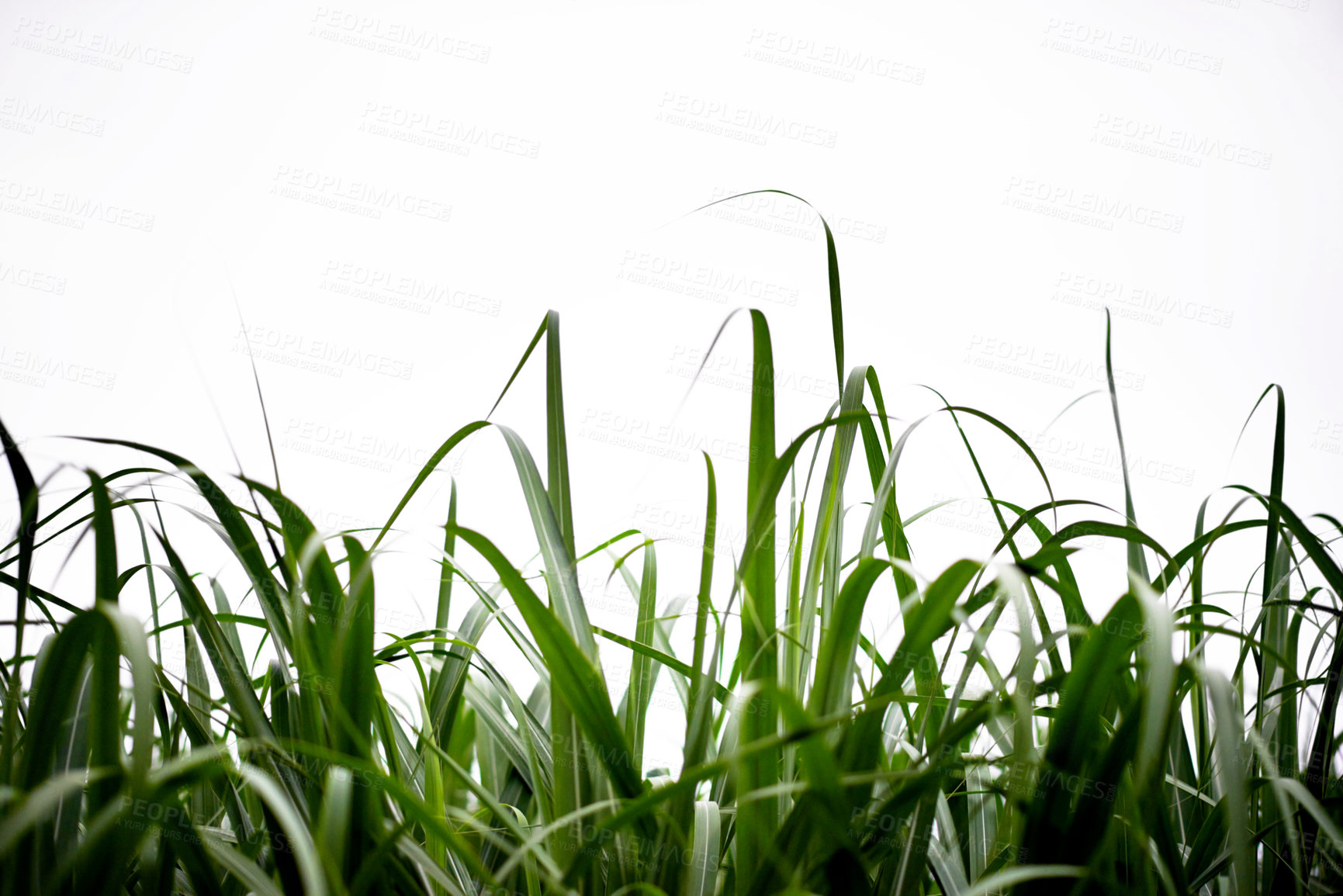 Buy stock photo Sugar cane, leaves or sky in nature for growth, vegetable farming or agriculture in environment. Sustainable business, food production and crop at space with texture, ecology or plants in countryside