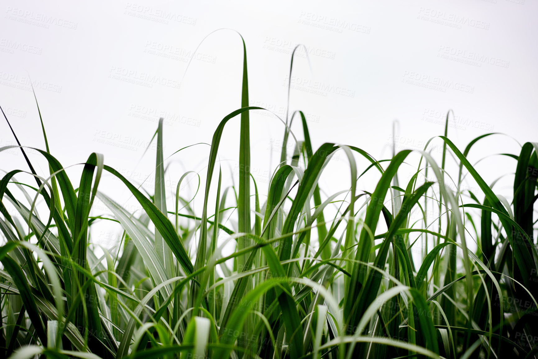 Buy stock photo Sugar cane, leaves and sky of farm for growth, produce harvest and agriculture in environment. Sustainable business, food production and crop at space with texture, ecology and plants in countryside