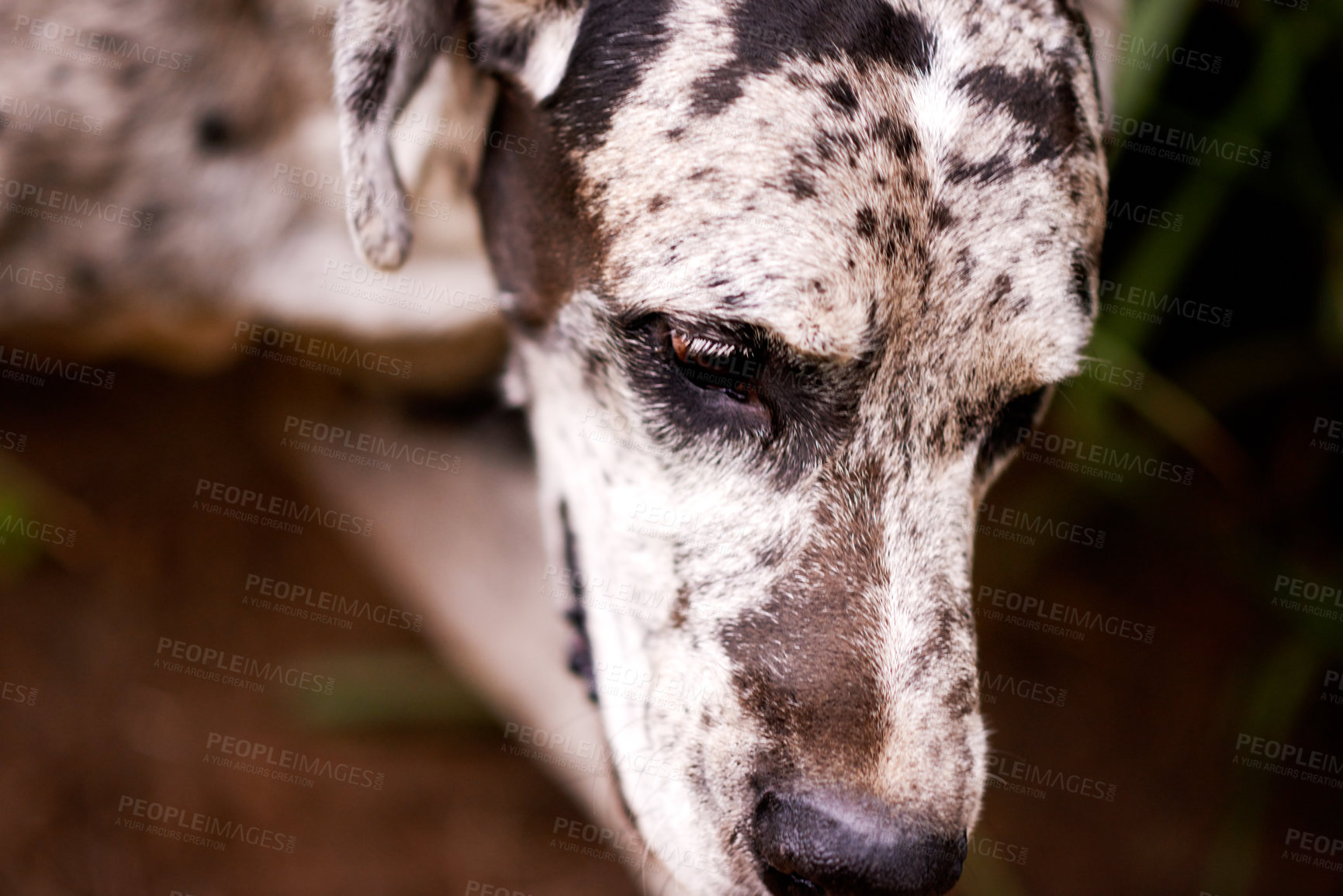 Buy stock photo Dog, relax and face in nature for adventure, explore or property protection on farm. Outdoor animal, break or resting in countryside for pet care, sustainability or wellness in environment for growth