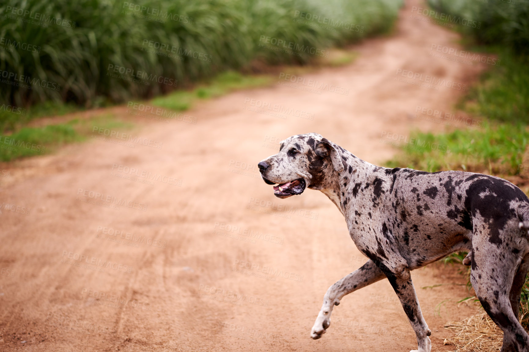 Buy stock photo Dog, walking and playful in nature for adventure, explore and property protection on farm. Outdoor animal, panting and dirt road in countryside with pet care, sustainability or journey on plantation
