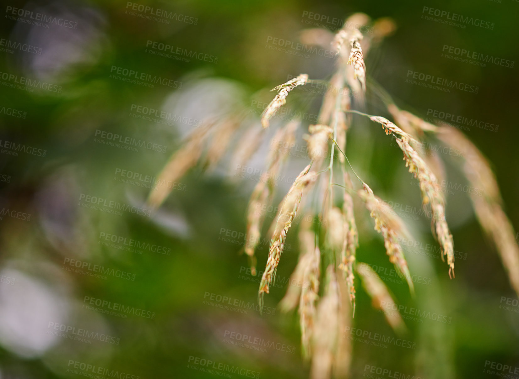 Buy stock photo Corn, closeup and plants on farm for growth, vegetable production and agriculture in environment. Sustainable business, food harvesting or crop at bokeh with texture, ecology and grain in countryside