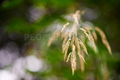 Buy stock photo Corn, closeup and plants in nature for growth, vegetable farming and agriculture in environment. Sustainable business, food production and crop at bokeh with texture, ecology and grain in countryside